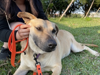 愛動物 x 「辣妹」找到愛她的家，不再流浪