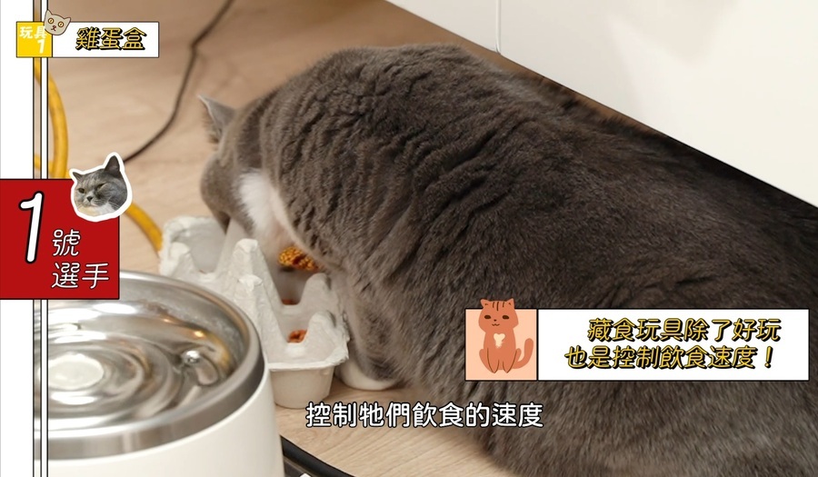 DIY藏食玩具，貓咪親身試測！