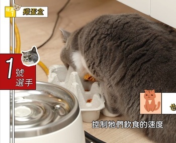 DIY藏食玩具，貓咪親身試測！