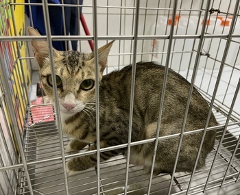 愛動物 x 幫助校園中的浪貓絕育