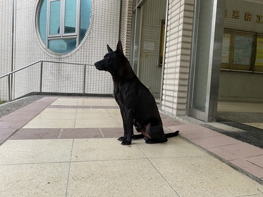 愛動物 x 請給溫馴的黑皮一個家！