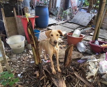 愛動物 x 平鎮狗勾的心聲：不會挨餓，不再顫抖