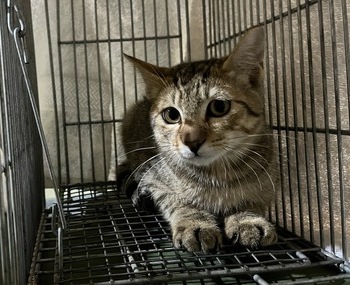 愛動物 x 虎斑浪貓母子結紮，不適應中途決定回放