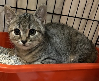 愛動物 x 小貓找到領養人，敞開心房享受新生活