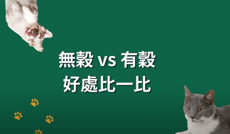 無榖跟有穀飼料到底有什麼差別呢?