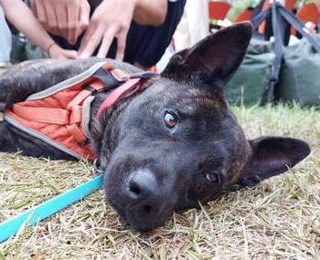 愛動物 x 乖巧浪犬虎仔找一個家