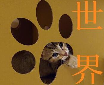 愛動物 x 小貓找到家