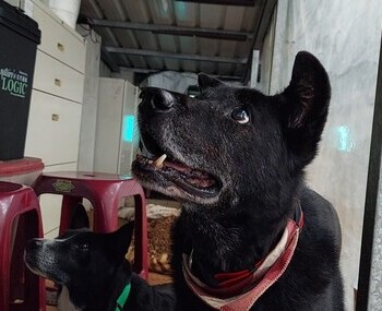 愛動物 x 與狗狗相處辦法