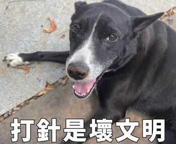 愛動物 x 狗狗打針