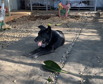 愛動物 x 狗狗的毛
