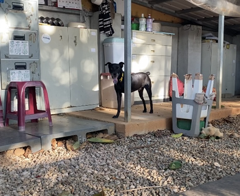 愛動物 x 狗狗洗澡小撇步