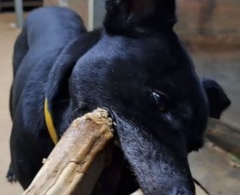 狗勾愛啃木棍