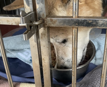 愛動物 x 高齡犬怎麼吃？