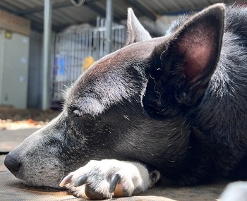 愛動物 x 狗勾愛散步