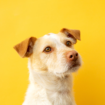 毛寶貝鏟屎官の外出神隊友