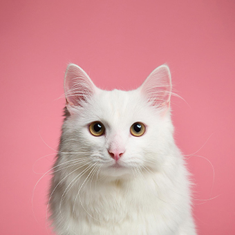 禁區勿入!喵星人不喜歡被摸肚子的秘密