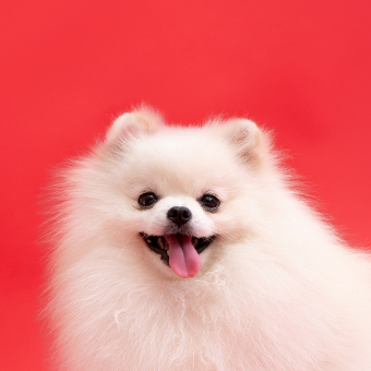 Doga 狗狗瑜珈 : 你的專屬療癒教練