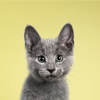 貓咪為什麼愛舔人?5秒破解「舔」背後真心話!