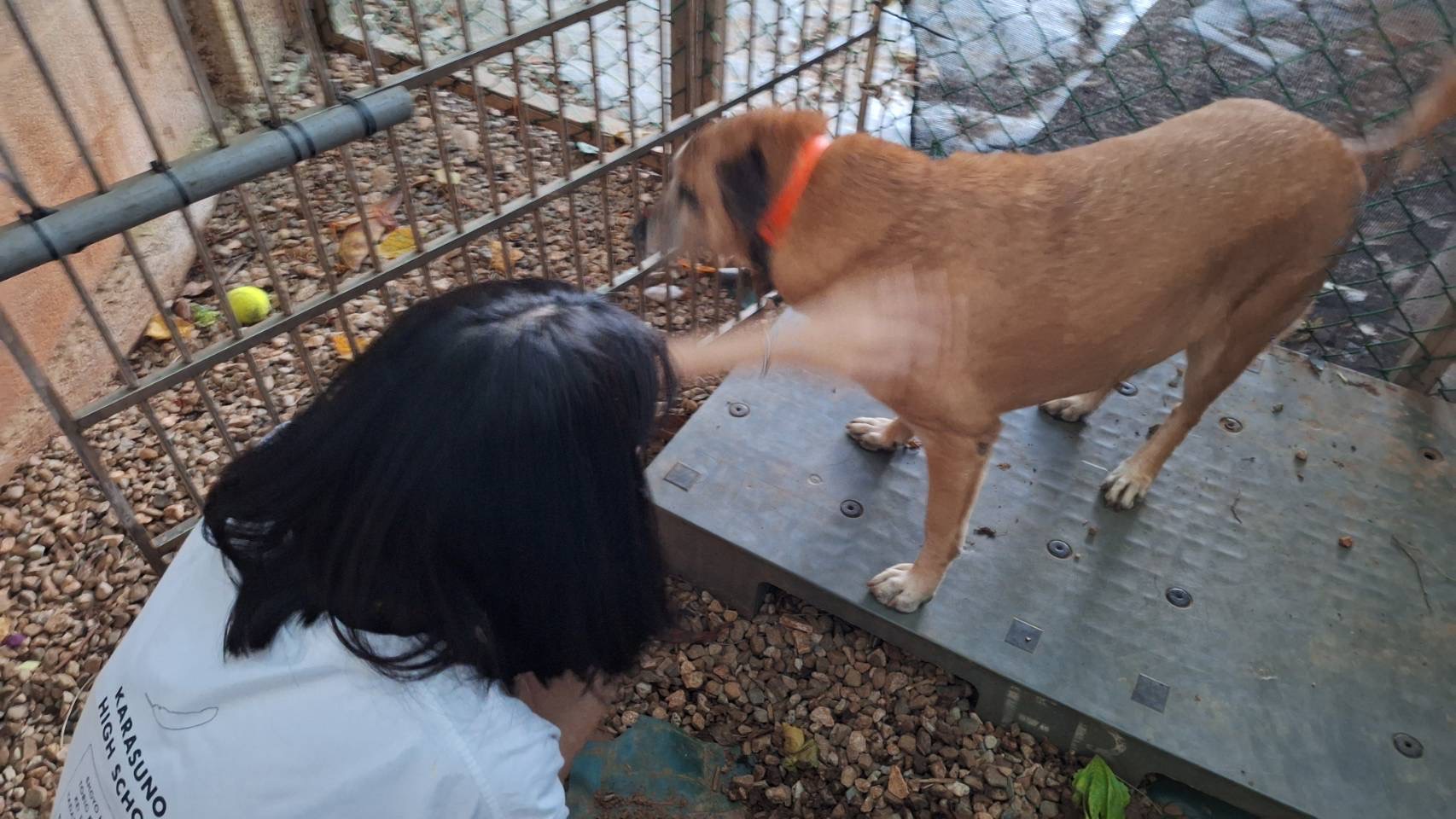 愛動物 x 土豆與小社員的快樂時光
