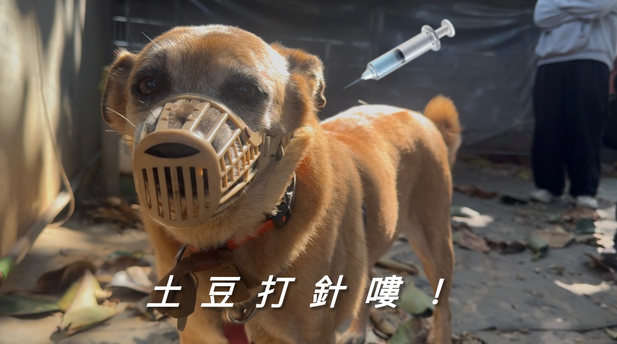 愛動物 x 土豆打預防針