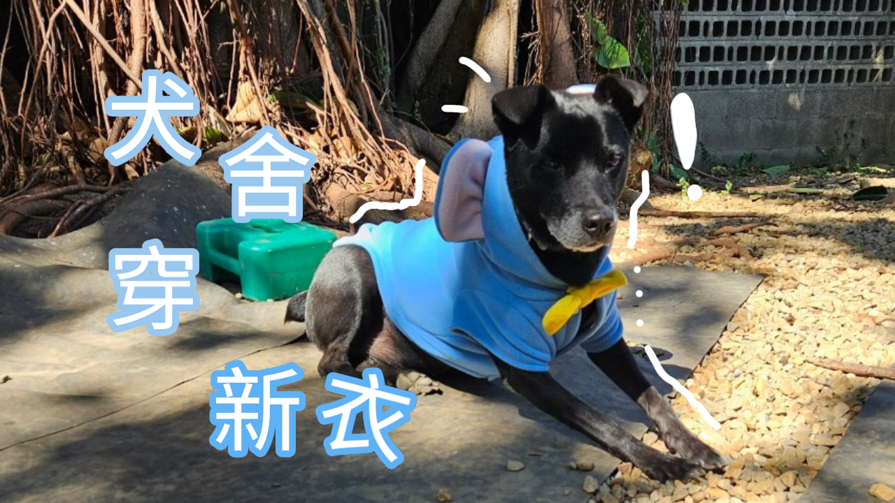 愛動物 x 犬舍穿新衣
