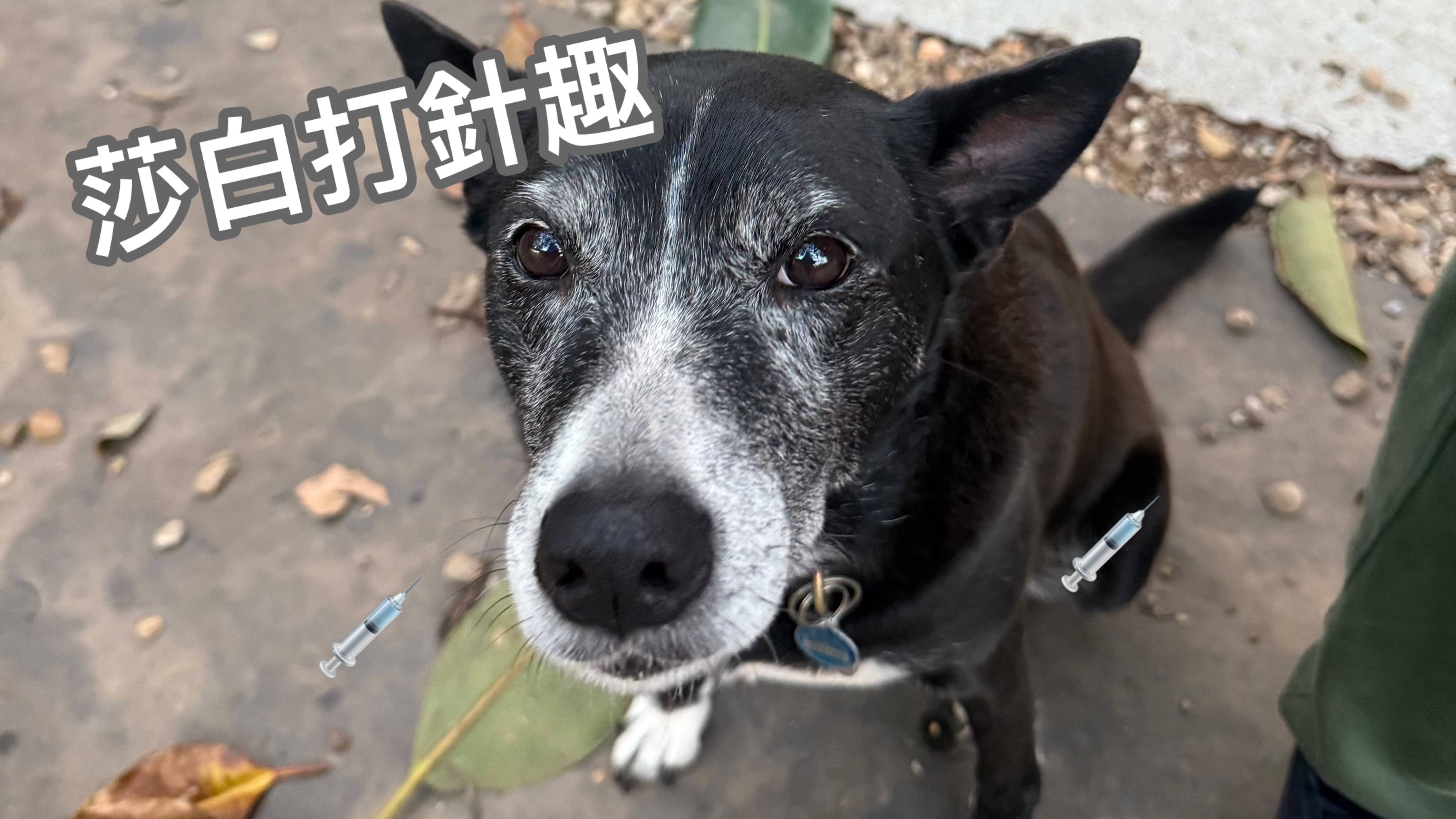 愛動物 x 莎白打針趣