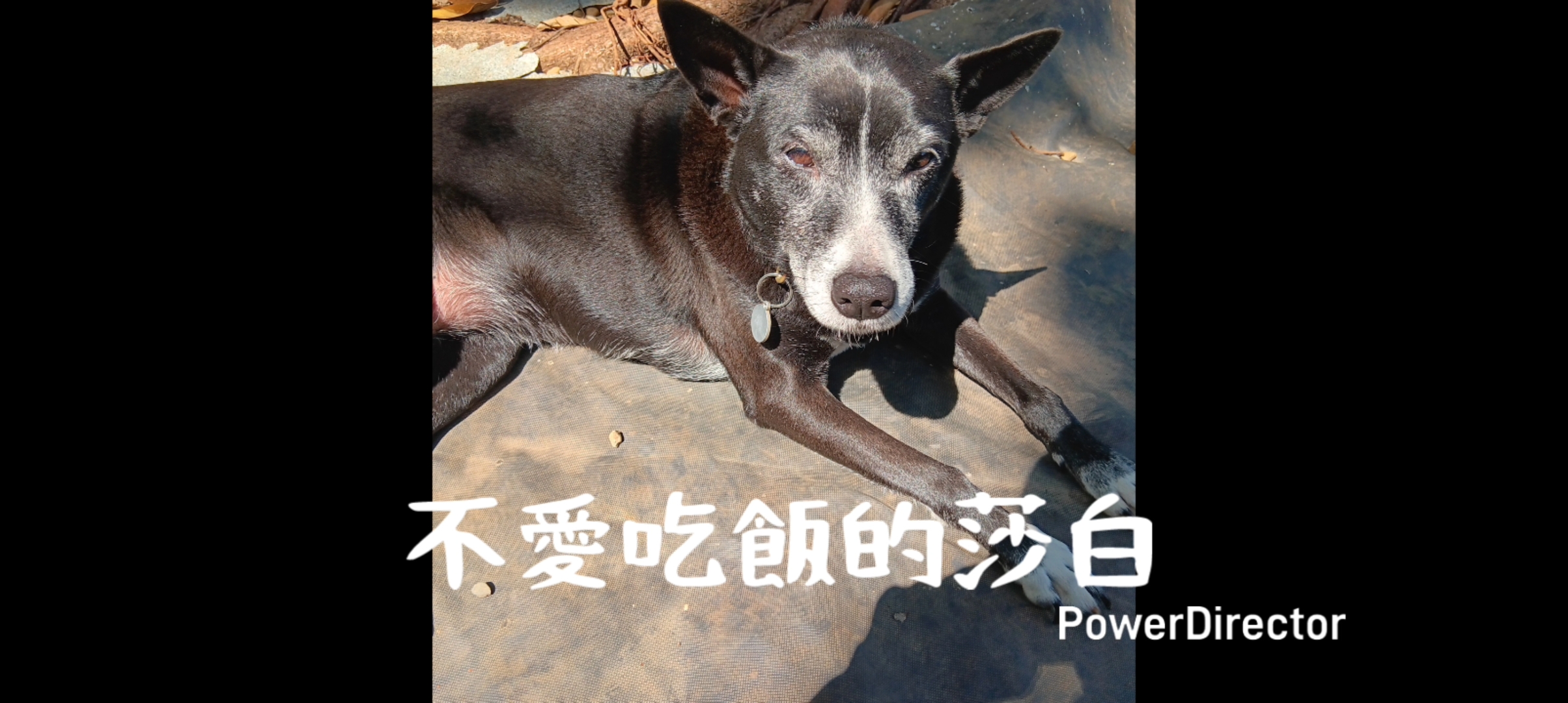 愛動物 x 不愛吃飯的莎白