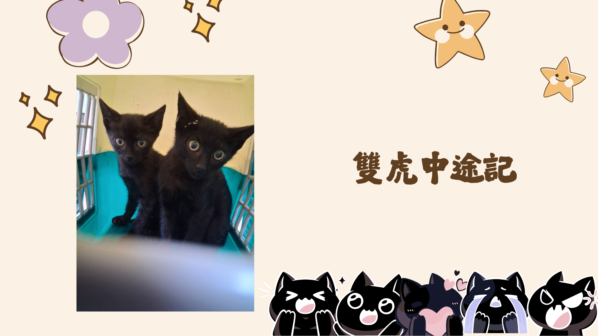 愛動物 x 雙虎中途記