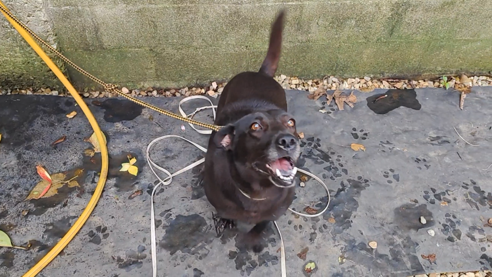 愛動物 x Nico洗澡日記