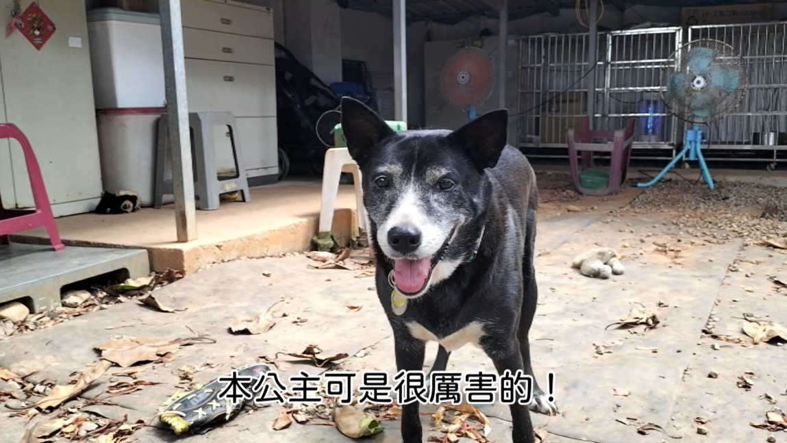 愛動物 x 莎白的獨門秘技