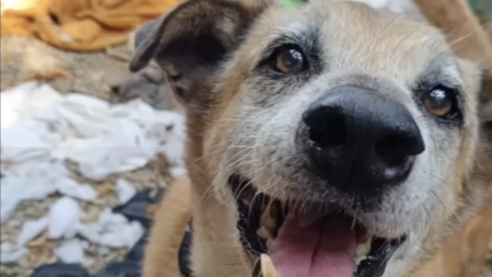 愛動物 x 土豆百變日記