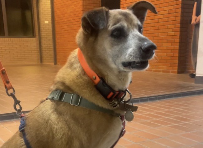 愛動物 x 訓犬課的土豆