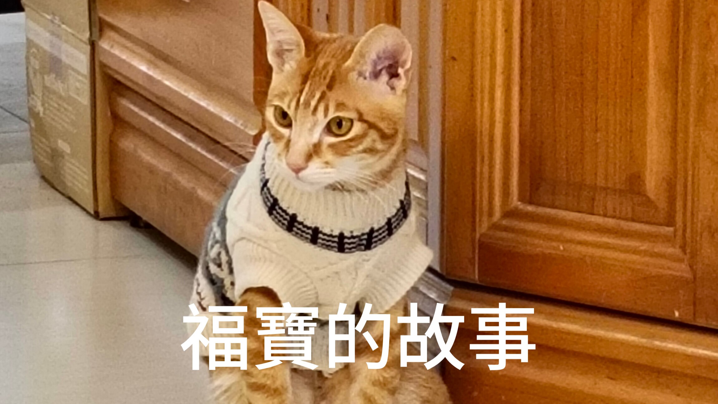 愛動物 x 福寶的故事