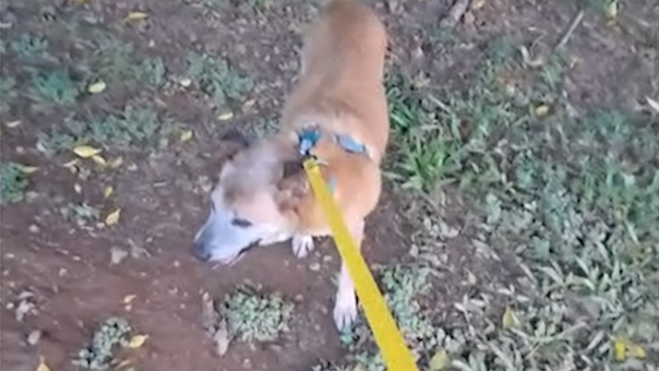 愛動物 x 土豆的一天